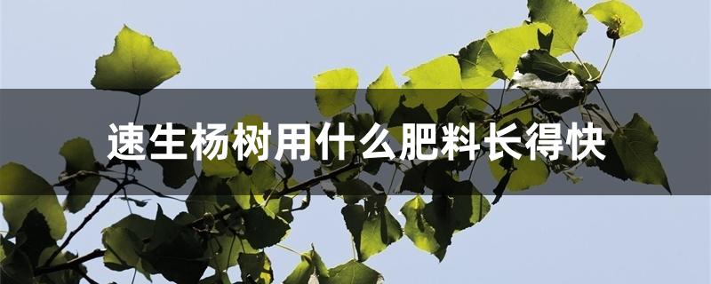 速生杨树用什么肥料长得快 速生杨树用什么肥料长得快
