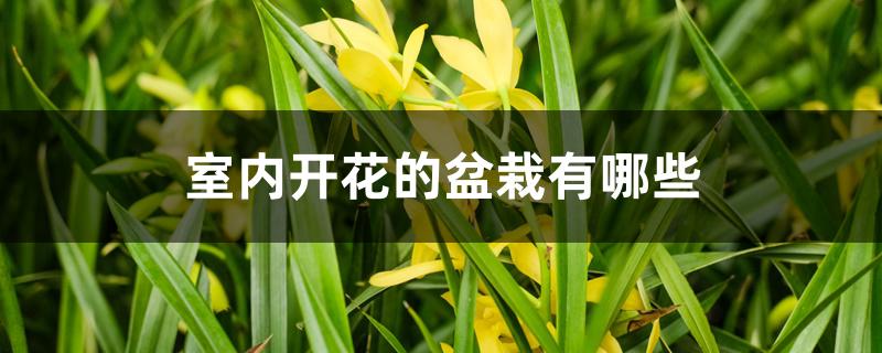 室内开花的盆栽有哪些 室内开花的盆栽有哪些