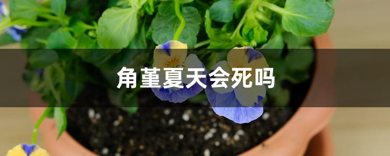 角堇夏天会死吗 角堇夏天会死吗