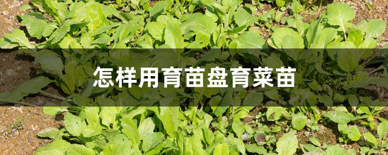 怎样用育苗盘育菜苗 怎样用育苗盘育菜苗