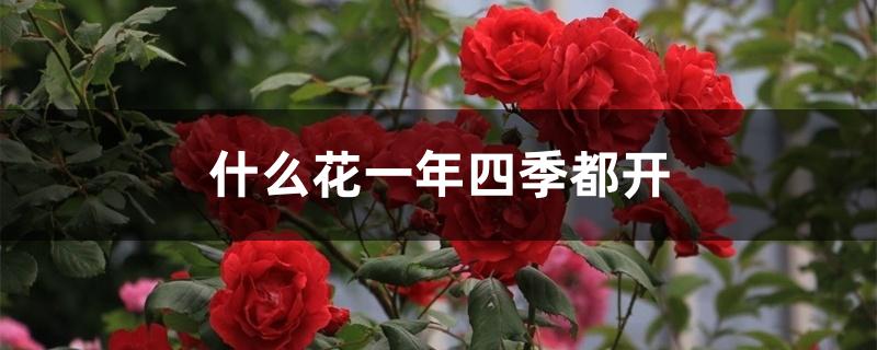 什么花一年四季都开 什么花一年四季都开