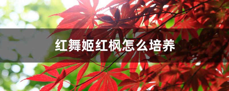 红舞姬红枫怎么培养 红舞姬红枫怎么培养