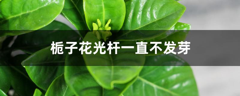 栀子花光杆一直不发芽 栀子花光杆一直不发芽
