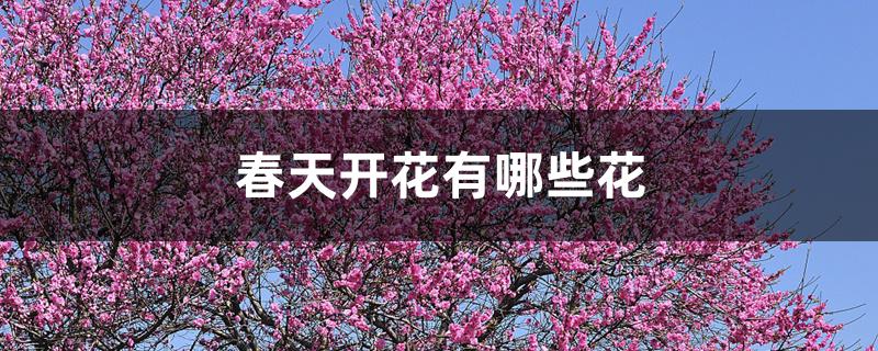 春天开花有哪些花 春天开花有哪些花