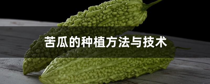 苦瓜的种植方法与技术 苦瓜的种植方法与技术