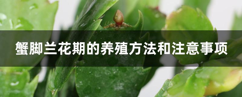 蟹脚兰花期的养殖方法和注意事项 蟹脚兰花期的养殖方法和注意事项