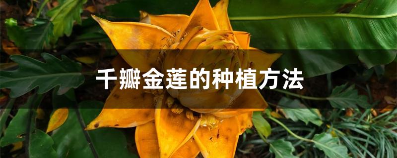 千瓣金莲的种植方法 千瓣金莲的种植方法