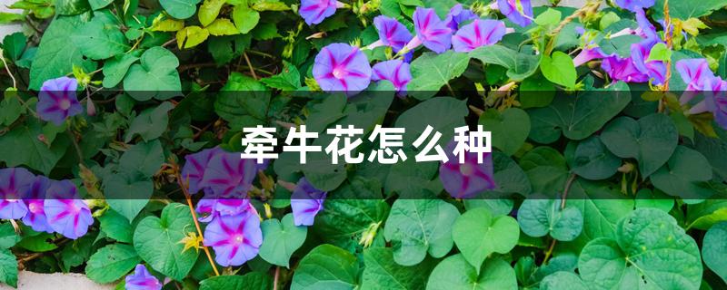 牵牛花怎么种 牵牛花怎么种