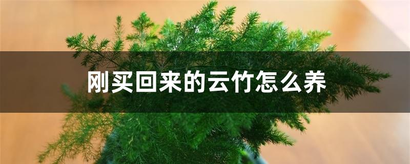 刚买回来的云竹怎么养 刚买回来的云竹怎么养