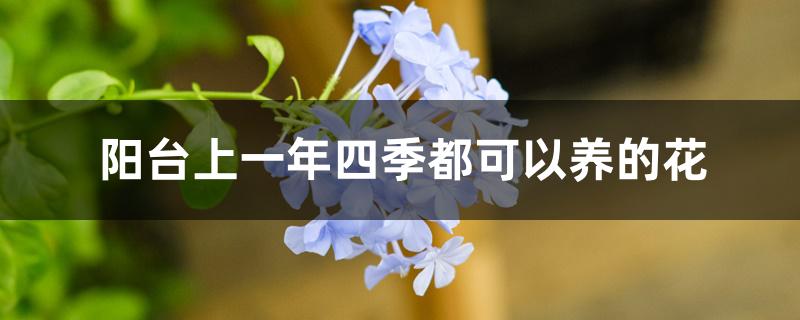阳台上一年四季都可以养的花 阳台上一年四季都可以养的花