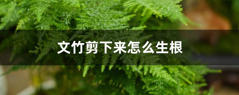 文竹剪下来怎么生根 文竹剪下来怎么生根