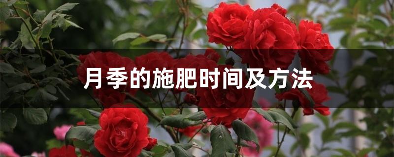 月季的施肥时间及方法 月季的施肥时间及方法