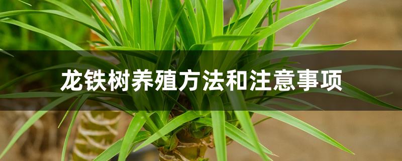 龙铁树养殖方法和注意事项 龙铁树养殖方法和注意事项