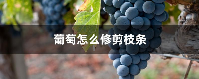 葡萄怎么修剪枝条 葡萄怎么修剪枝条