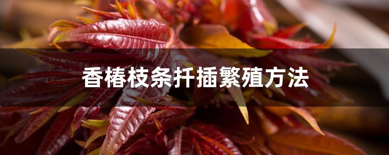 香椿枝条扦插繁殖方法 香椿枝条扦插繁殖方法