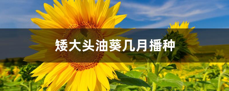 矮大头油葵几月播种 矮大头油葵几月播种