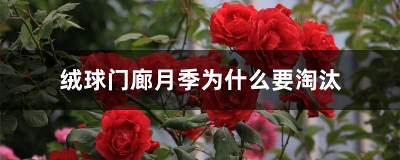 绒球门廊月季为什么要淘汰 绒球门廊月季为什么要淘汰