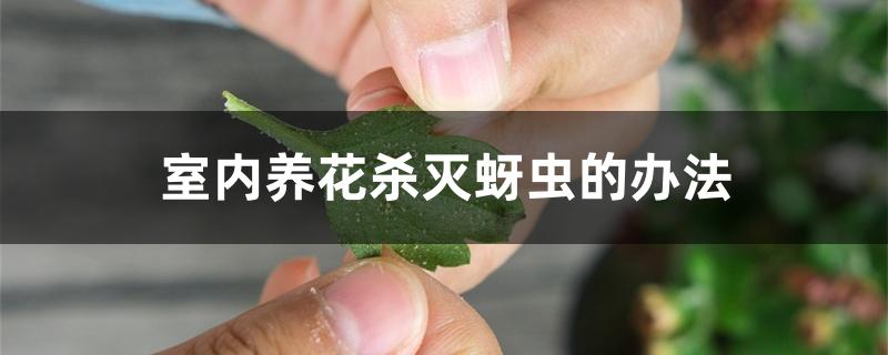 室内养花杀灭蚜虫的办法 室内养花杀灭蚜虫的办法
