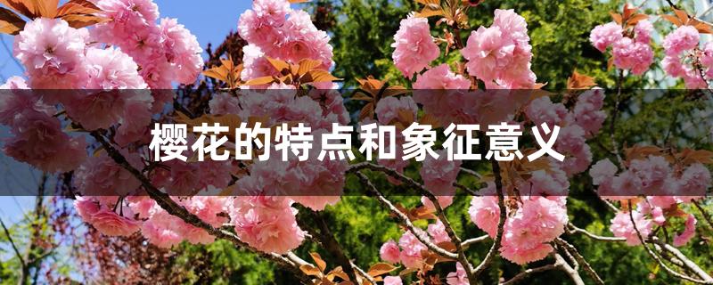 樱花的特点和象征意义 樱花的特点和象征意义
