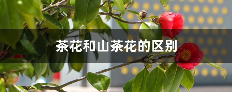 茶花和山茶花的区别 茶花和山茶花的区别