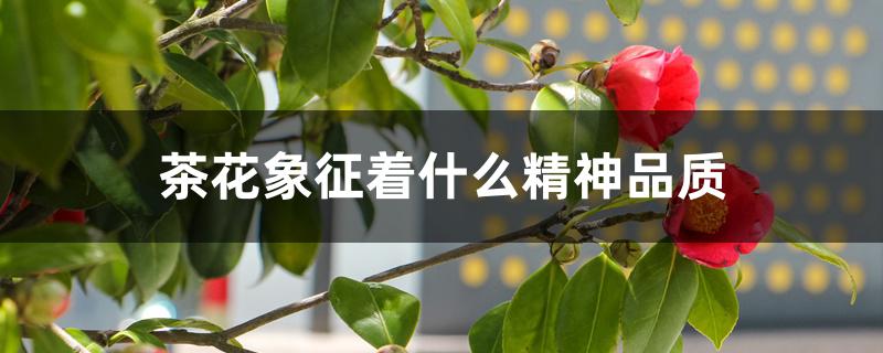 茶花象征着什么精神品质 茶花象征着什么精神品质