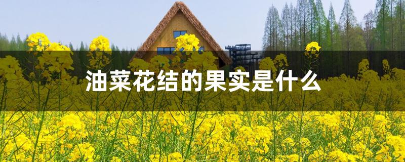 油菜花结的果实是什么 油菜花结的果实是什么