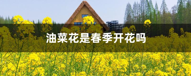油菜花是春季开花吗 油菜花是春季开花吗