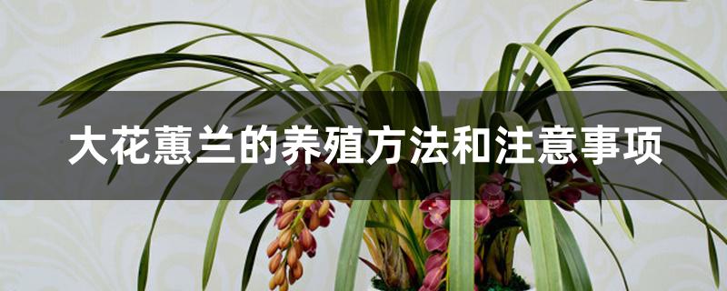 大花蕙兰的养殖方法和注意事项 大花蕙兰的养殖方法和注意事项