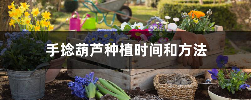 手捻葫芦种植时间和方法 手捻葫芦种植时间和方法