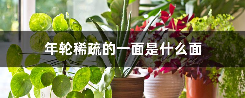 年轮稀疏的一面是什么面 年轮稀疏的一面是什么面