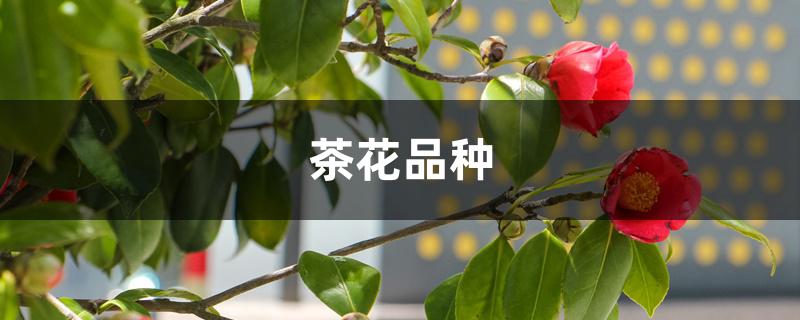茶花品种 茶花品种