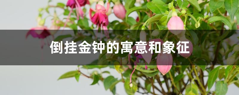 倒挂金钟的寓意和象征 倒挂金钟的寓意和象征