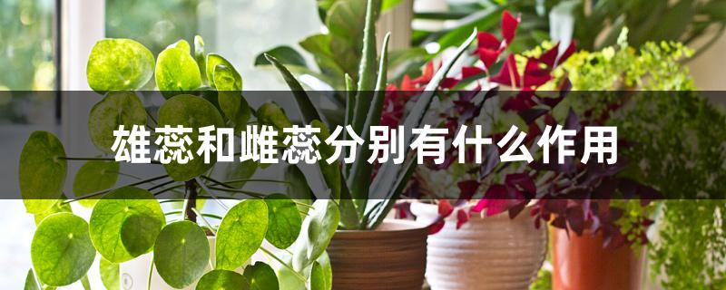雄蕊和雌蕊分别有什么作用 雄蕊和雌蕊分别有什么作用