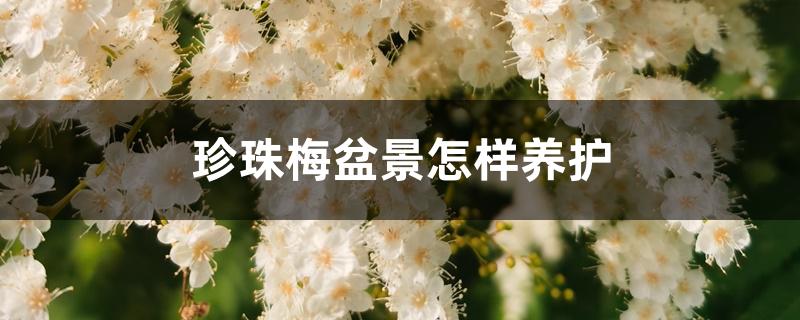 珍珠梅盆景怎样养护 珍珠梅盆景怎样养护