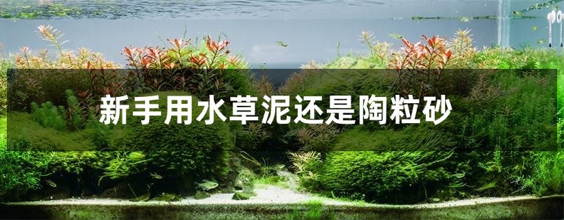 新手用水草泥还是陶粒砂 新手用水草泥还是陶粒砂