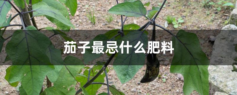 茄子最忌什么肥料 茄子最忌什么肥料