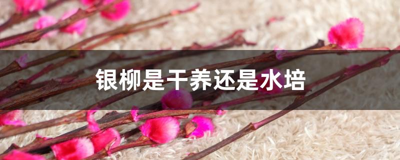 银柳是干养还是水培