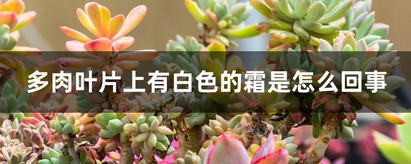 多肉叶片上有白色的霜是怎么回事 多肉叶片上有白色的霜是怎么回事