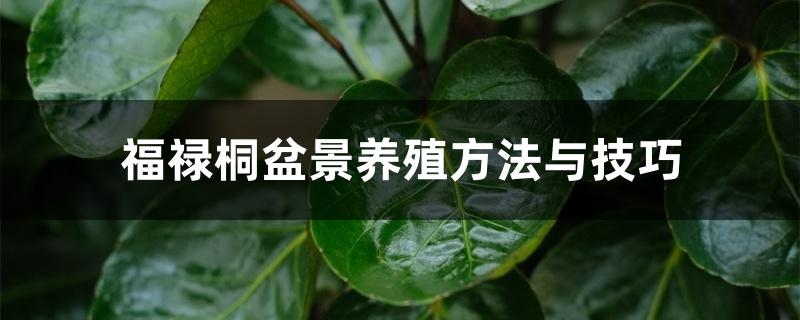 福禄桐盆景养殖方法与技巧 福禄桐盆景养殖方法与技巧