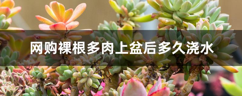 网购裸根多肉上盆后多久浇水 网购裸根多肉上盆后多久浇水