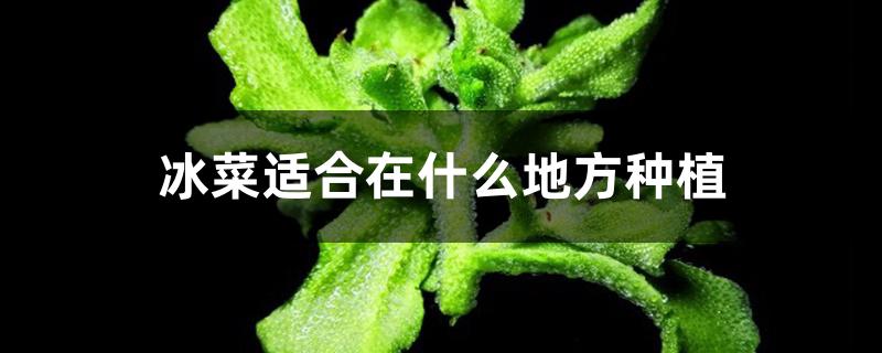 冰菜适合在什么地方种植 冰菜适合在什么地方种植