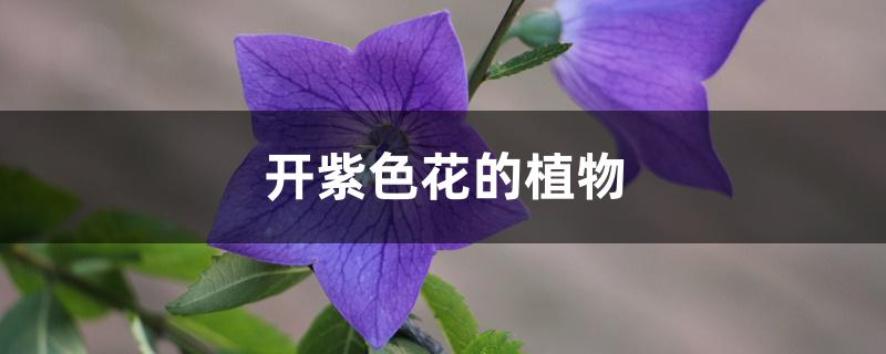 开紫色花的植物 开紫色花的植物