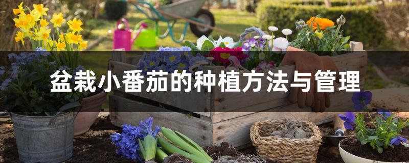 盆栽小番茄的种植方法与管理 盆栽小番茄的种植方法与管理