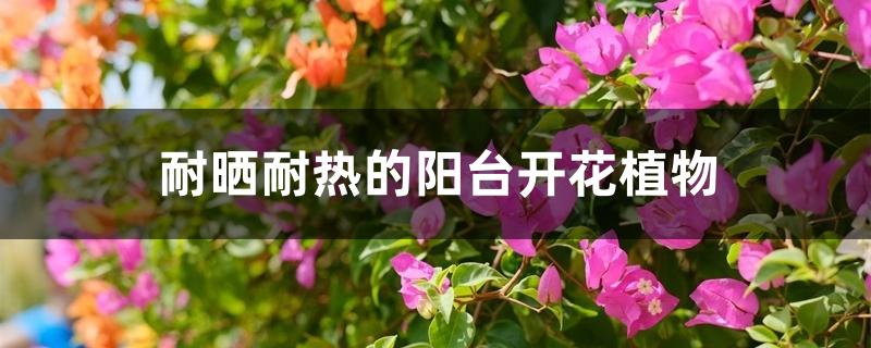 耐晒耐热的阳台开花植物 耐晒耐热的阳台开花植物