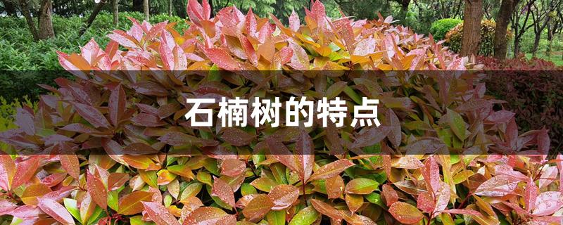 石楠树的特点 石楠树的特点