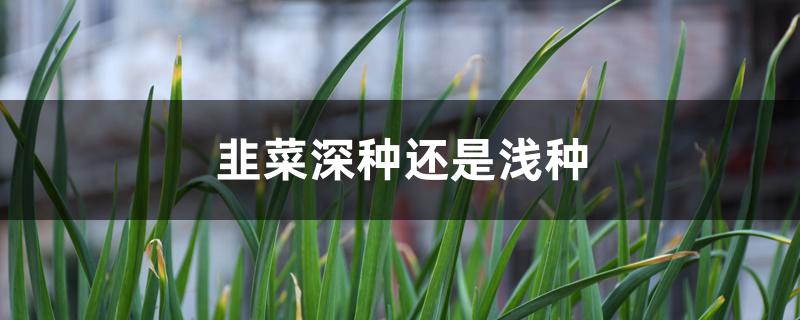 韭菜深种还是浅种 韭菜深种还是浅种