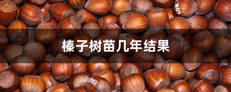 榛子树苗几年结果 榛子树苗几年结果