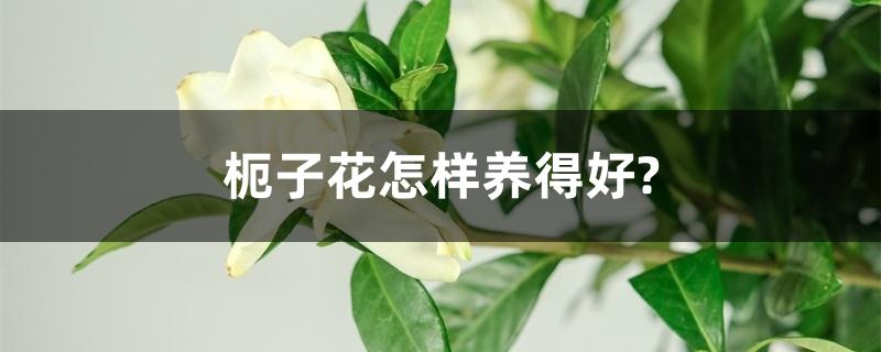 栀子花怎样养得好? 栀子花怎样养得好?