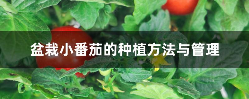 盆栽小番茄的种植方法与管理 盆栽小番茄的种植方法与管理
