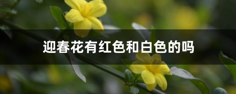 迎春花有红色和白色的吗 迎春花有红色和白色的吗